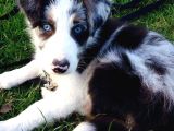 Bordor Collie Merle Bebeklerimiz Teslime Hazır