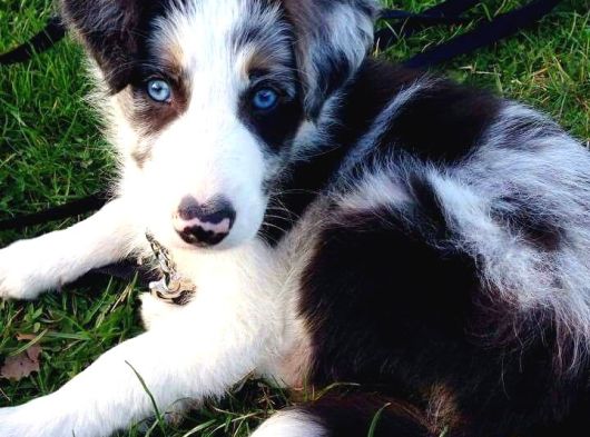 Bordor Collie Merle Bebeklerimiz Teslime Hazır görsel
