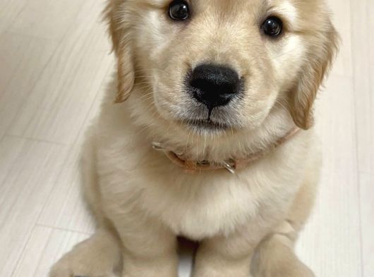 Golden Retreiver Bebekler Teslime Hazır görsel