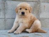 Golden Retreiver Bebekler Teslime Hazır