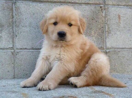 Golden Retreiver Bebekler Teslime Hazır görsel