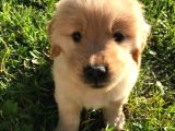 Golden Retreiver Bebekler Teslime Hazır