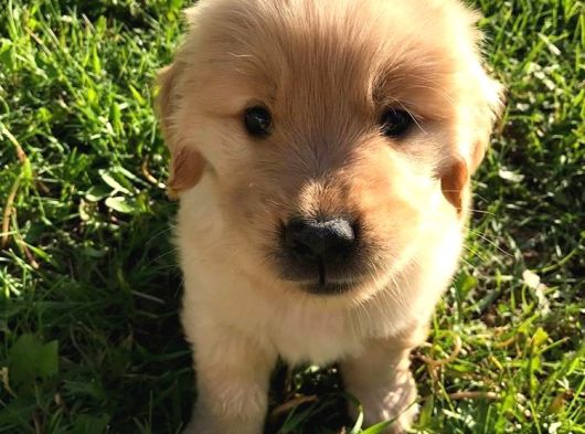 Golden Retreiver Bebekler Teslime Hazır görsel