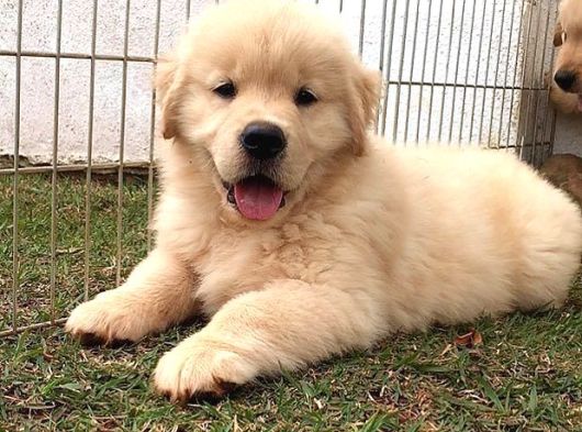 Golden Retreiver Bebekler teslime hazır