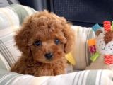 Orjinal Toy Poodle Yavrular