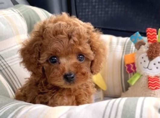 Orjinal Toy Poodle Yavrular görsel