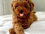 Orjinal Toy Poodle Yavrular