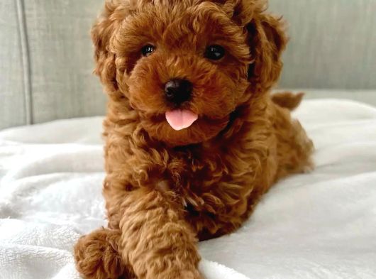 Orjinal Toy Poodle Yavrular görsel