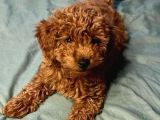Orjinal Toy Poodle Yavrular