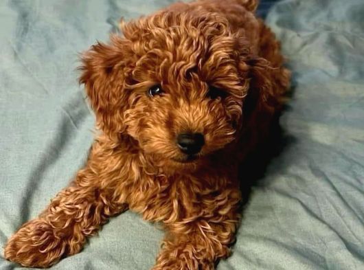 Orjinal Toy Poodle Yavrular görsel