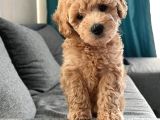 Orijinal Toy Poodle Yavrular
