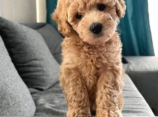 Orijinal Toy Poodle Yavrular görsel