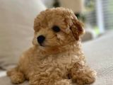 Orijinal Toy Poodle Yavrular