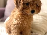 Orijinal Toy Poodle Yavrular