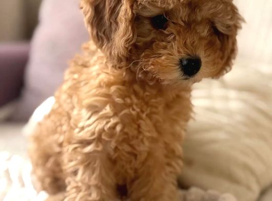 Orijinal Toy Poodle Yavrular görsel
