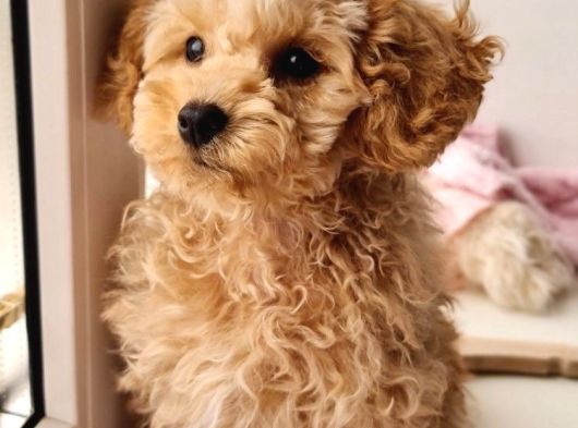 Orijinal Toy Poodle Yavrular görsel