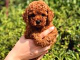 Orjinal Toy Poodle Yavrular