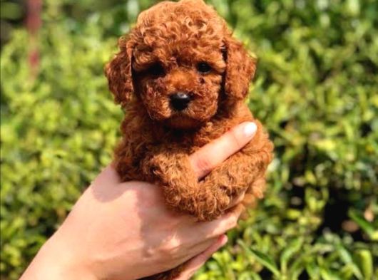 Orjinal Toy Poodle Yavrular