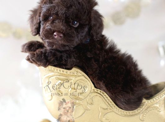 Chocolate Teacup Kore Kan Poodle Bebeği̇mi̇z