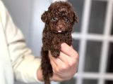 Chocolate Teacup Kore Kan Poodle Bebeği̇mi̇z