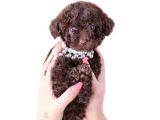 Chocolate Teacup Kore Kan Poodle Bebeği̇mi̇z