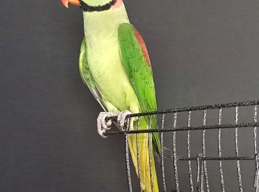 Alexander Papağan Erkek görsel