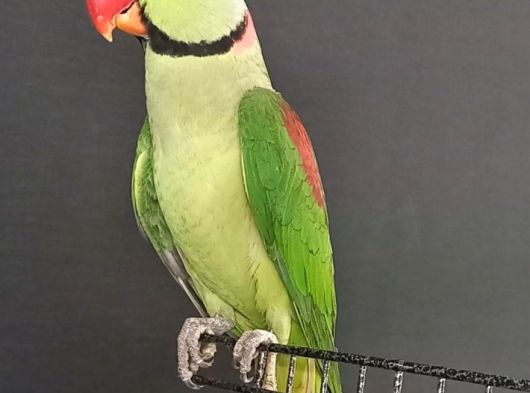 Alexander Papağan Erkek görsel