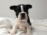 Çok kaliteli maskeli French Bulldog yavruları