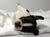 Çok Kaliteli Maskeli French Bulldog Yavruları