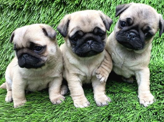 Pug Mops Hari̇ka Anatomi̇ Si̇yah Ve Crem görsel