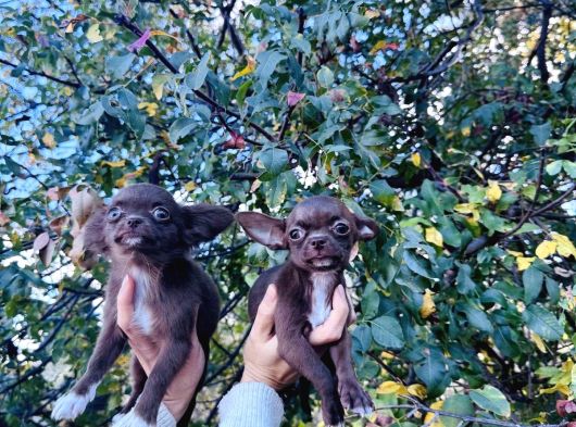 Teacup Kg Garantili Chocolate Chihuhahua