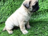 Pug Mops Hari̇ka Anatomi̇ Si̇yah Ve Crem