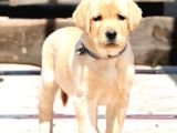 Labrador Retriever Yavruları Sağlık Ve Irk Garantili