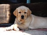 Labrador Retriever Yavruları Sağlık Ve Irk Garantili