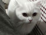 9 aylık kısırlaştırımamış erkek ev kadisi