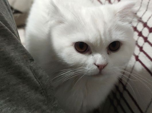 9 Aylık Kısırlaştırımamış Erkek Ev Kadisi