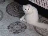 9 Aylık Kısırlaştırımamış Erkek Ev Kadisi