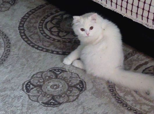 9 Aylık Kısırlaştırımamış Erkek Ev Kadisi görsel