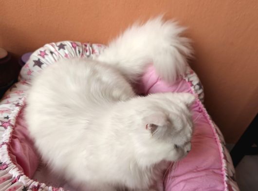 9 Aylık Kısırlaştırımamış Erkek Ev Kadisi görsel