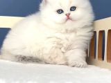 Pamuk Şeker Silver British Longhair