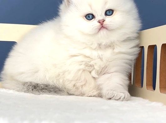Pamuk Şeker Silver British Longhair