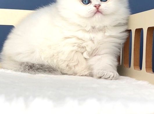 Pamuk Şeker Silver British Longhair görsel