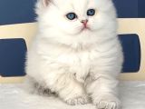 Pamuk Şeker Silver British Longhair