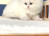 Pamuk Şeker Silver British Longhair
