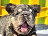 Türkiye Tek Bigrope Fluffy French Bulldog Yavrular