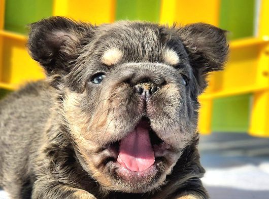 Türkiye Tek Bigrope Fluffy French Bulldog Yavrular görsel