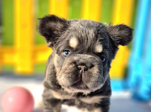Türkiye Tek Bigrope Fluffy French Bulldog Yavrular