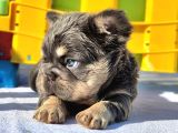 Türkiye Tek Bigrope Fluffy French Bulldog Yavrular