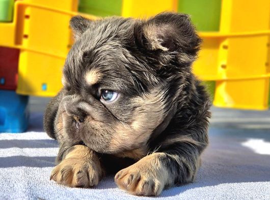 Türkiye Tek Bigrope Fluffy French Bulldog Yavrular görsel