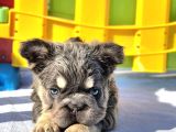 Türkiye Tek Bigrope Fluffy French Bulldog Yavrular